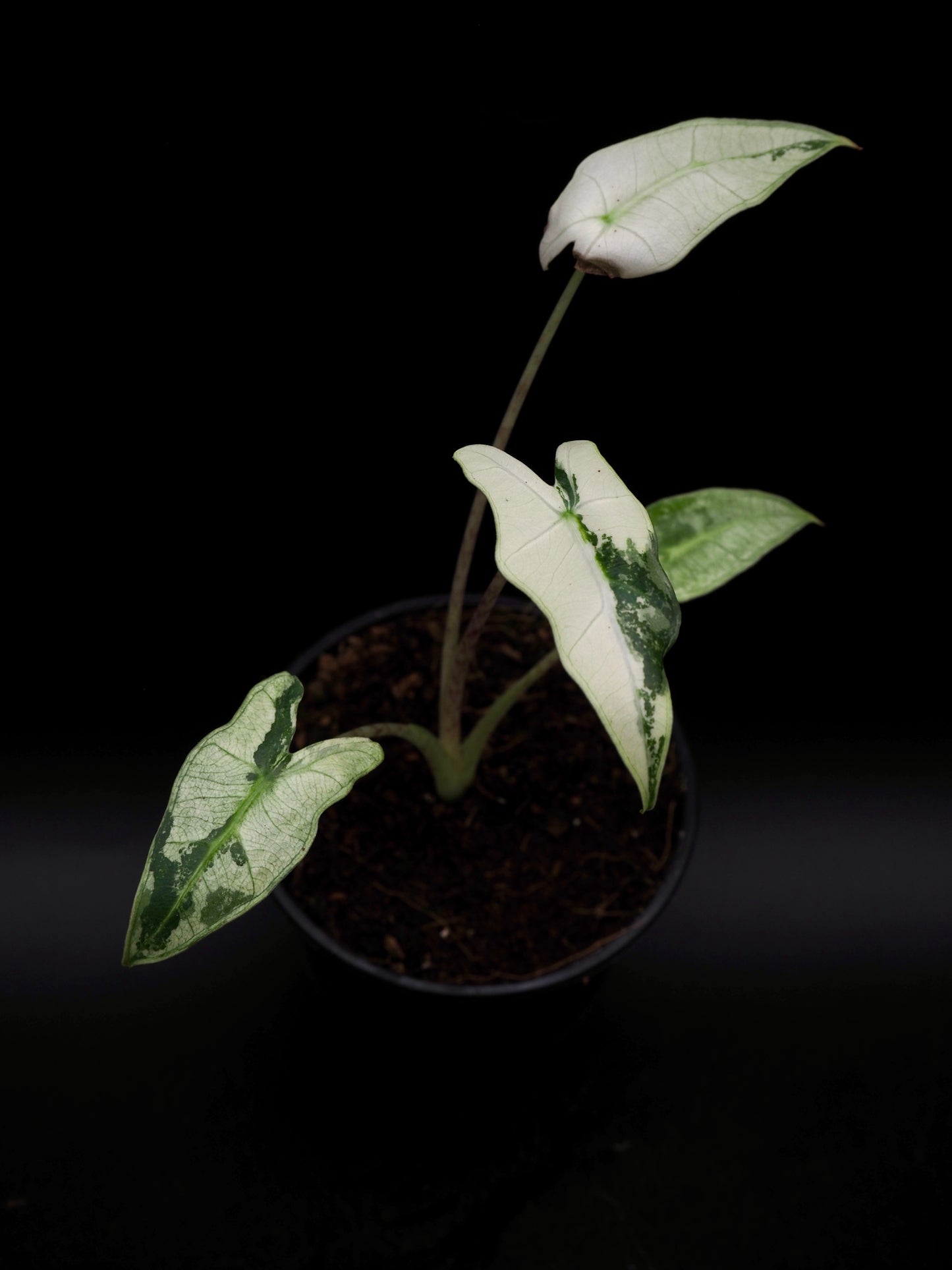 Alocasia Sarian Albo