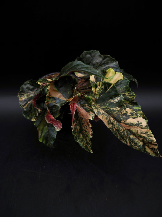 Begonia Ginny Galaxy