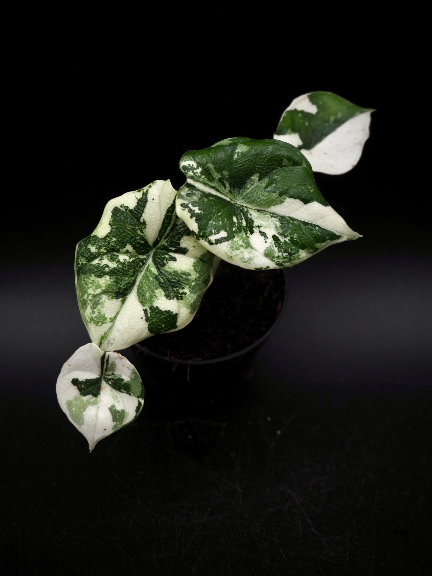Alocasia Melo Albo