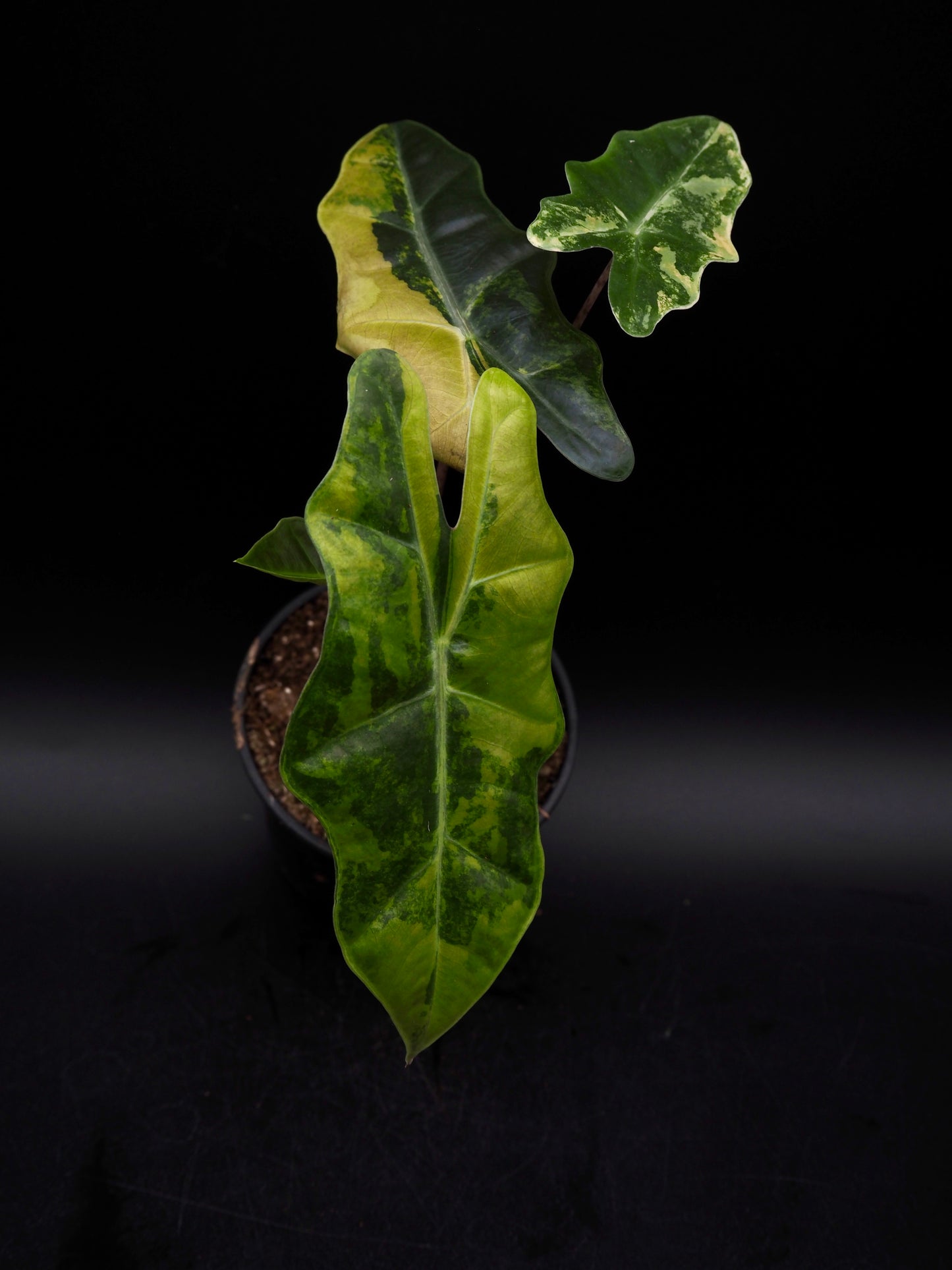 Alocasia pseudo sanderienne Aurea Variegata