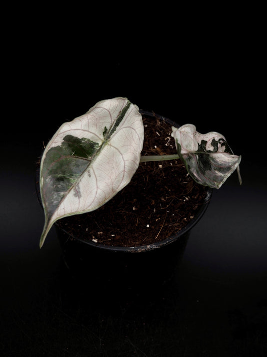 Alocasia Azlanii Pink