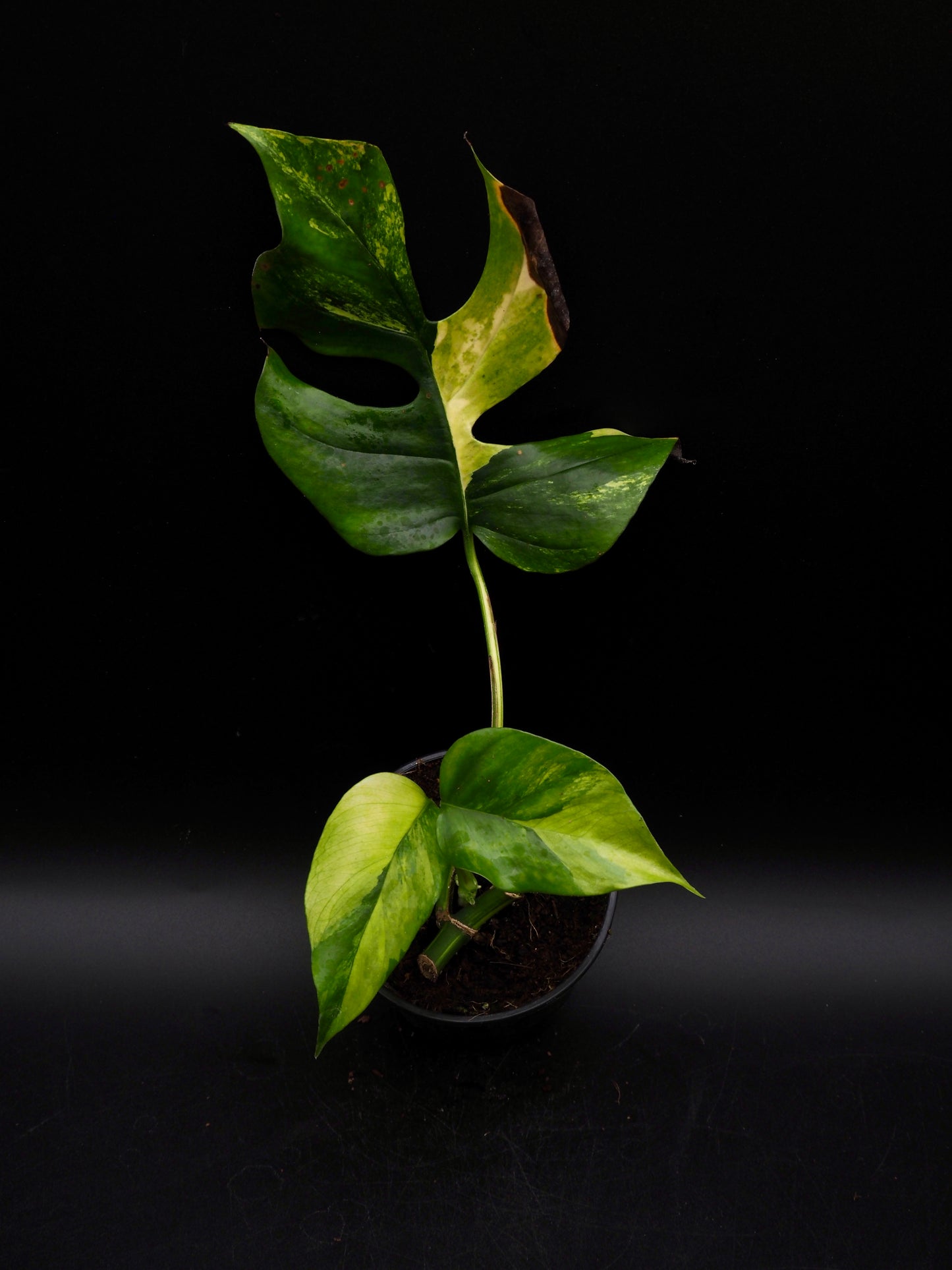 Rhaphidophora Tetrasperma Aurea Variegata