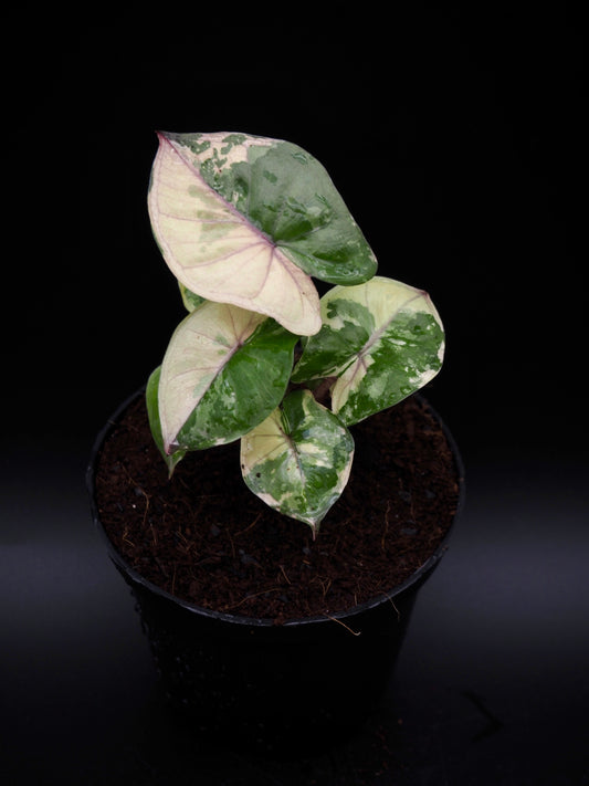 Alocasia Yucatan Princess Pink
