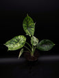 Alocasia Dragon Scale Mint Variegata