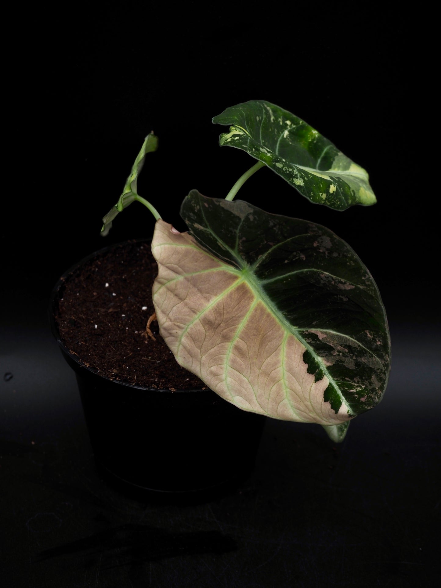 Alocasia Black Velvet Pink