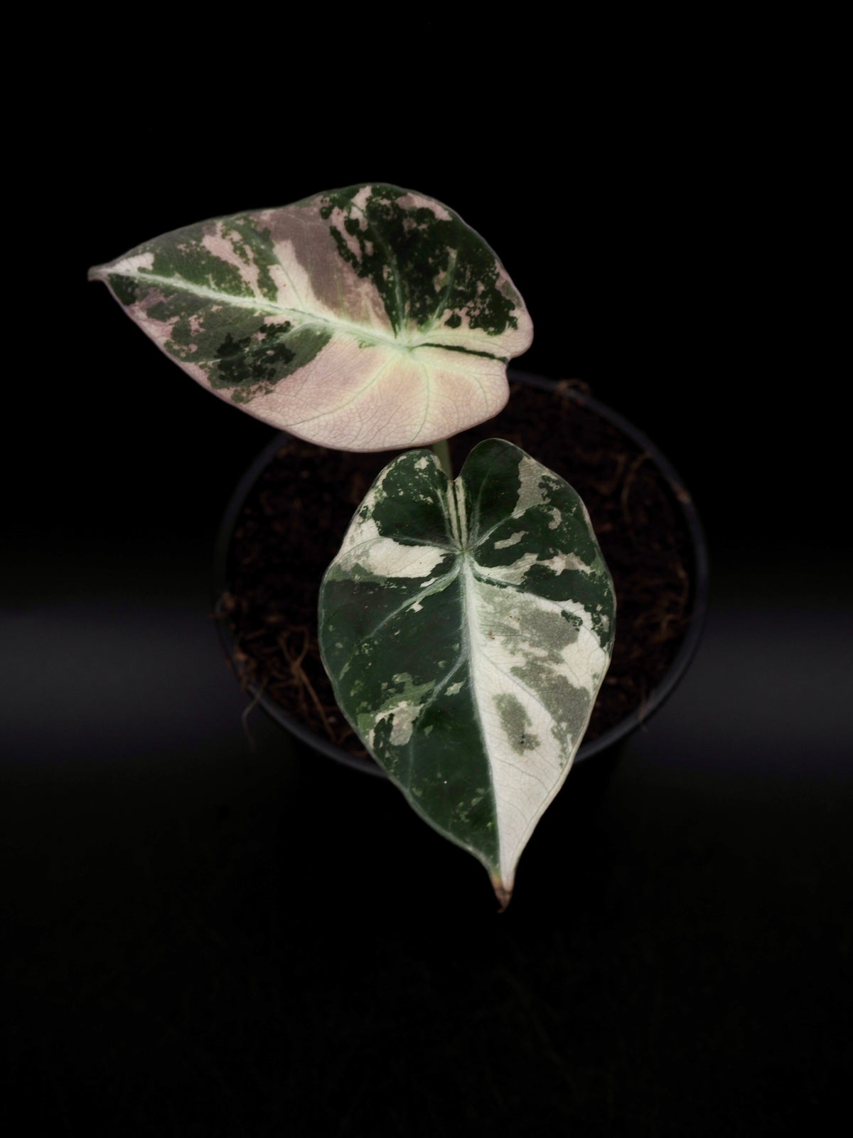 Alocasia Black Velvet Pink