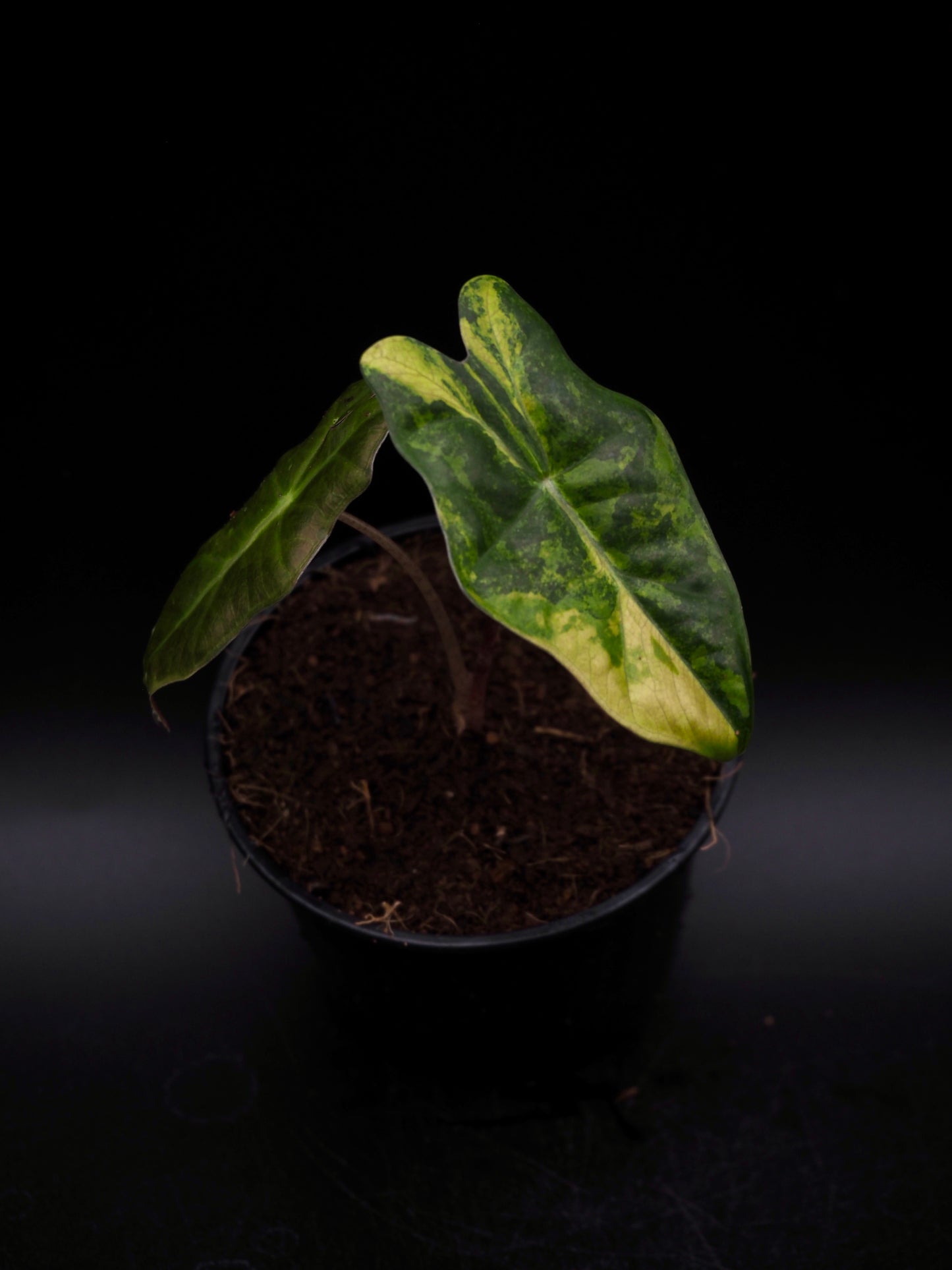 Alocasia Pseudo Sanderian Aurea Variegata