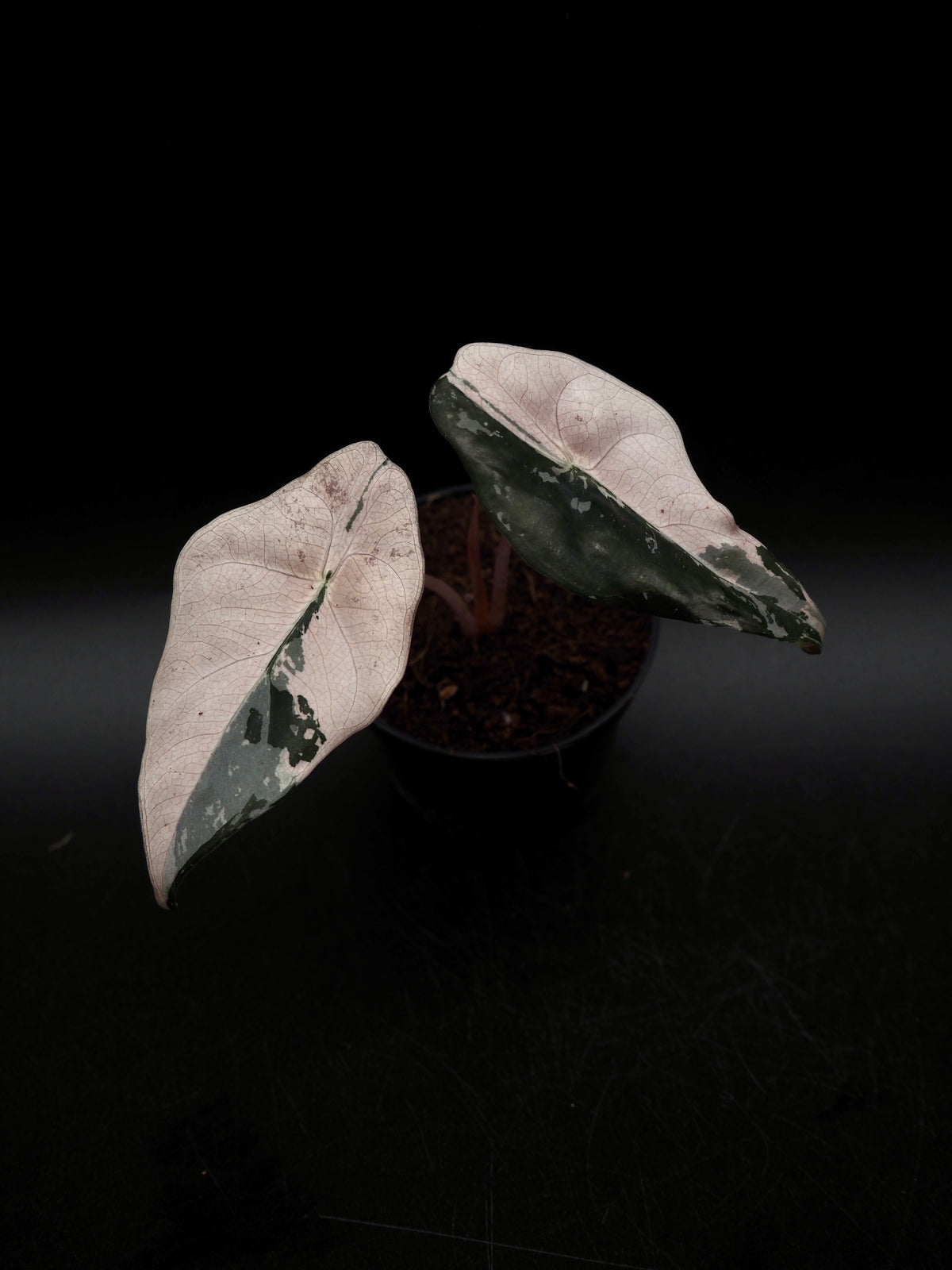 Alocasia Chantrieri Pink Variegata