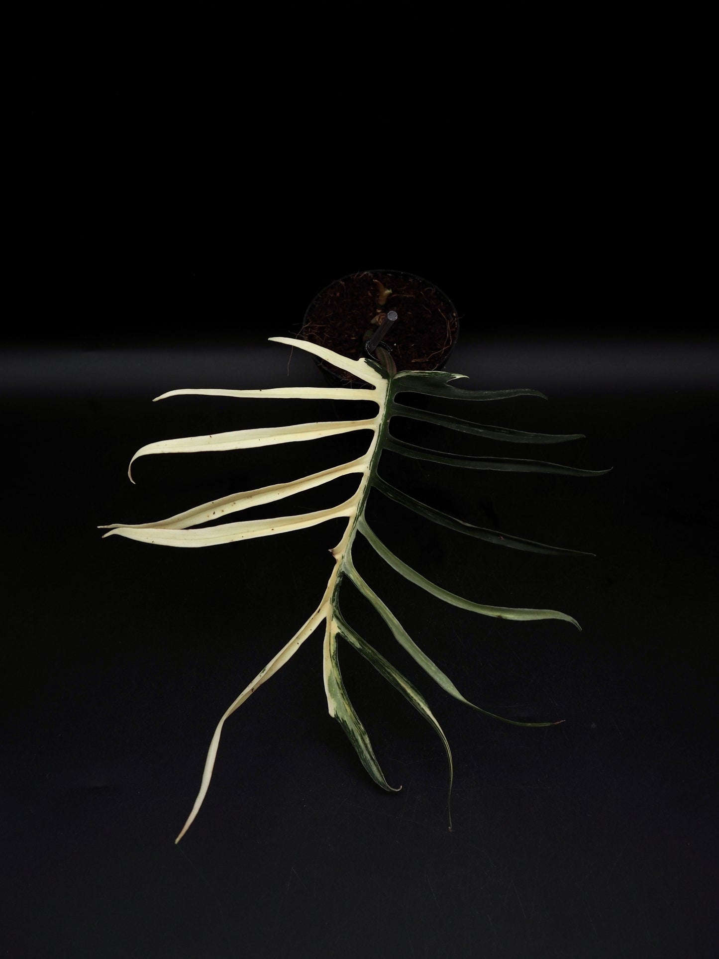 Philodendron Tortum Aurea