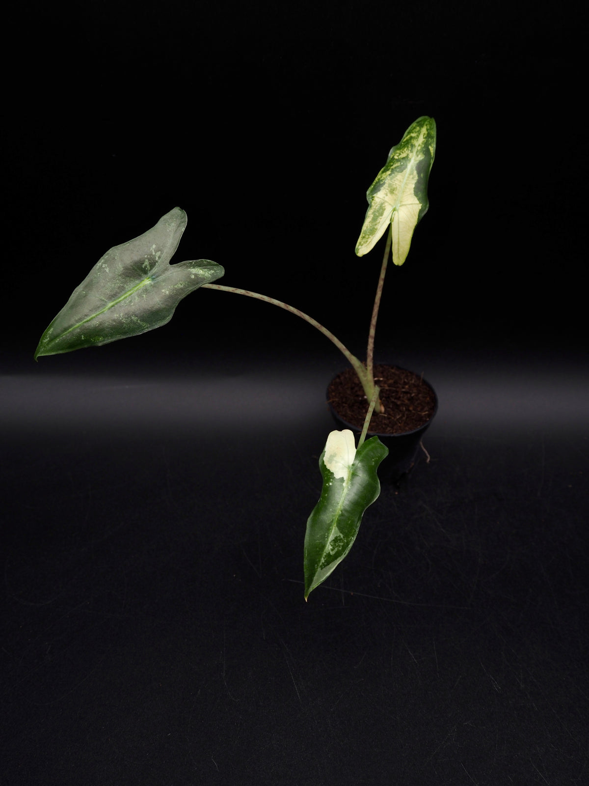 Alocasia Sarian Albo