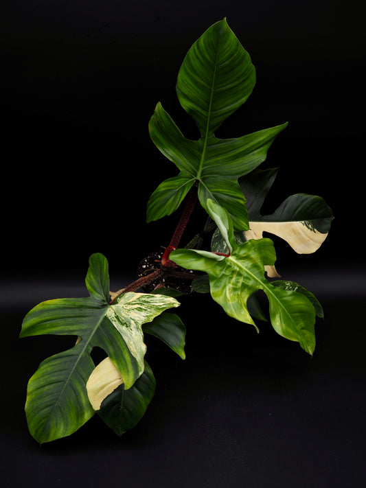 Philodendron Squamiferum Aurea Variegata