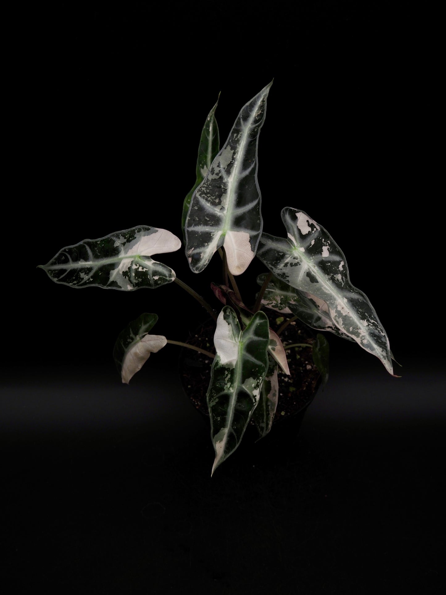 Alocasia Bambino Pink Variegata