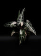 Alocasia Bambino Pink Variegata