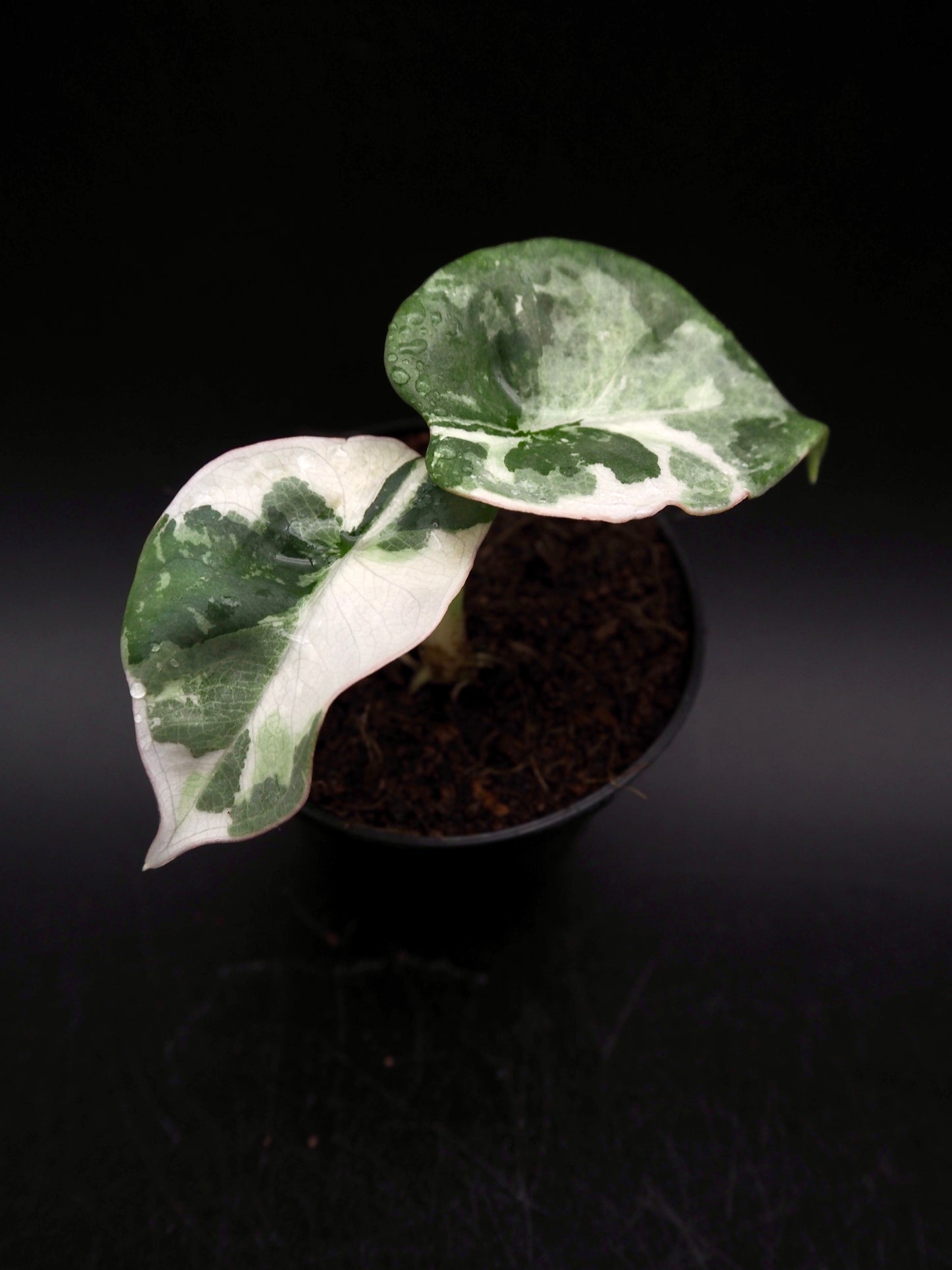 Alocasia Nebula Albo Pink Variegata