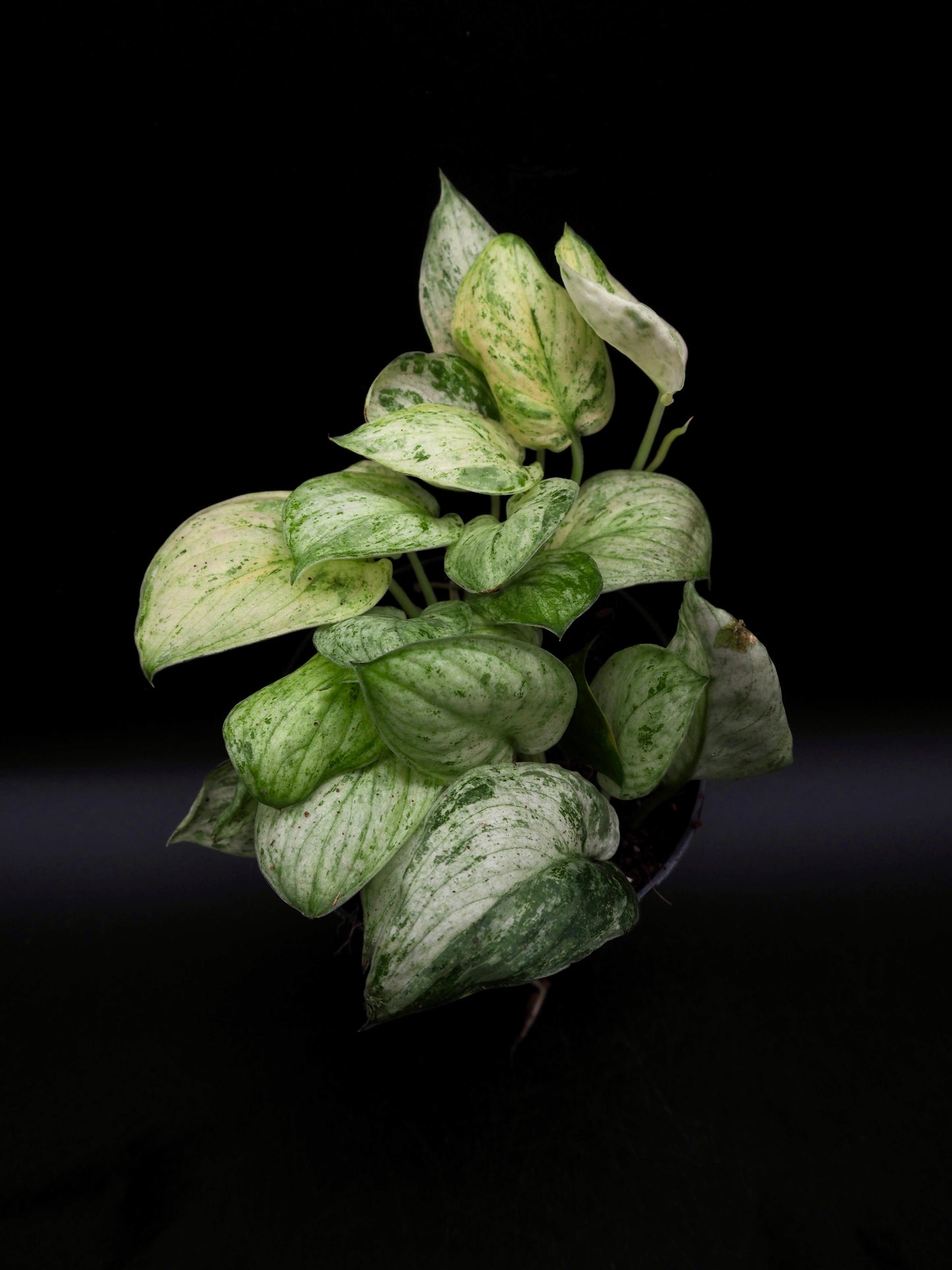 Scindapsus Jade Satin Marble