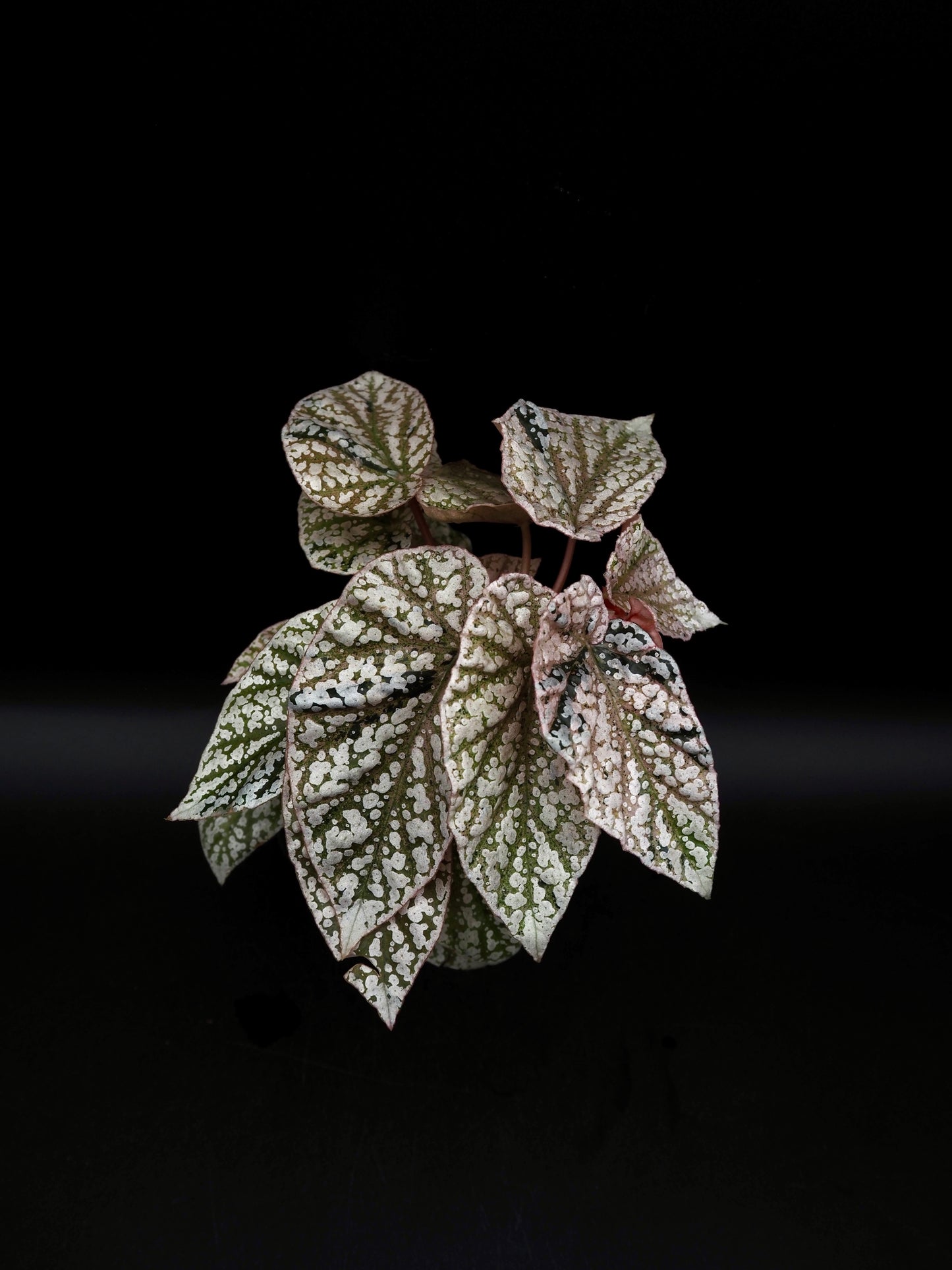 Begonia Snow capped variegata