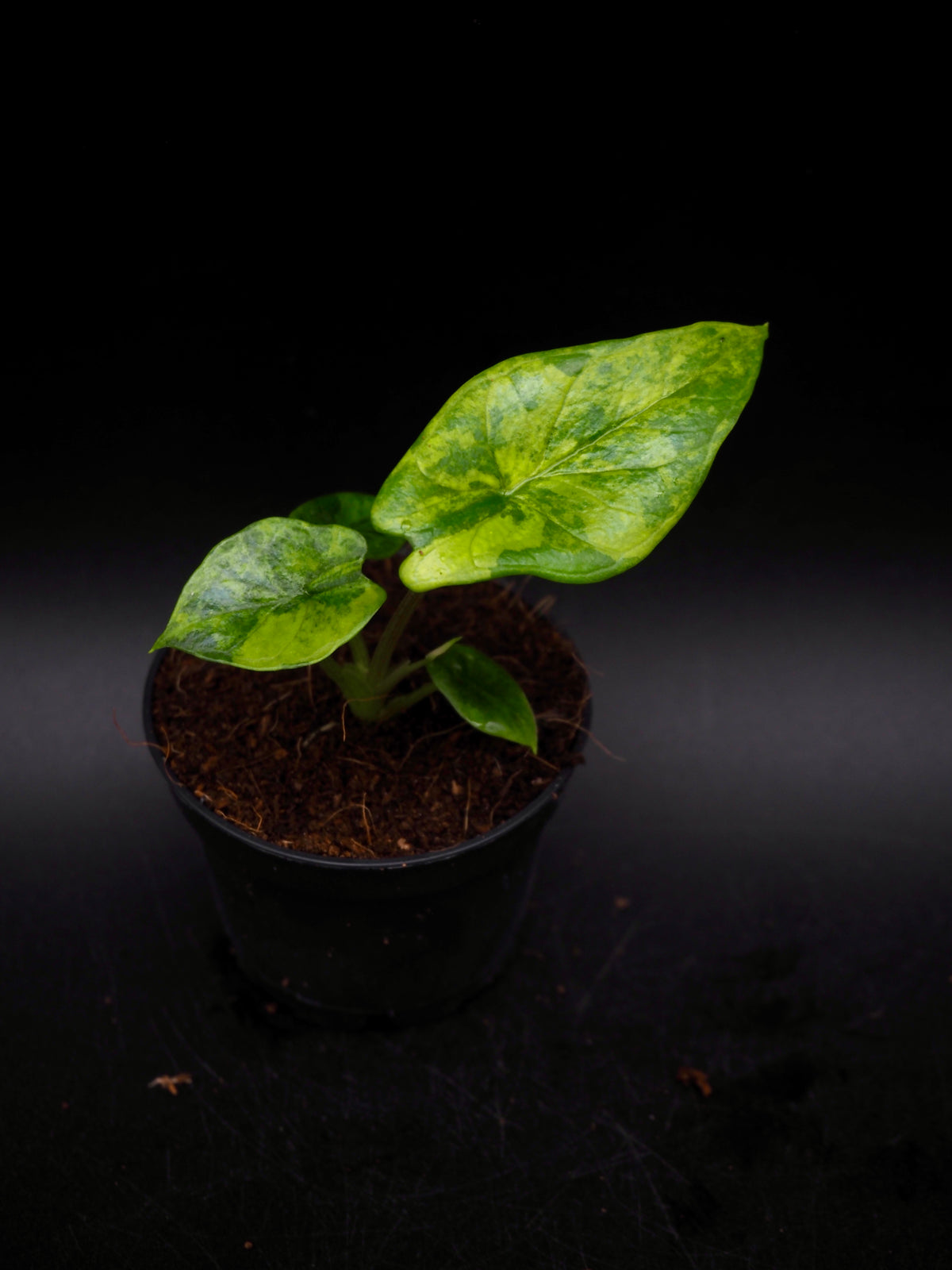 Alocasia Scalprum Aurea