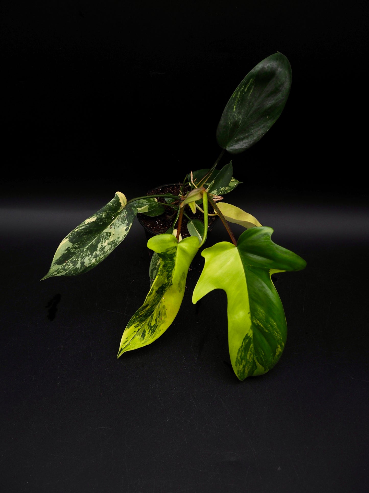 Philodendron Florida Beauty