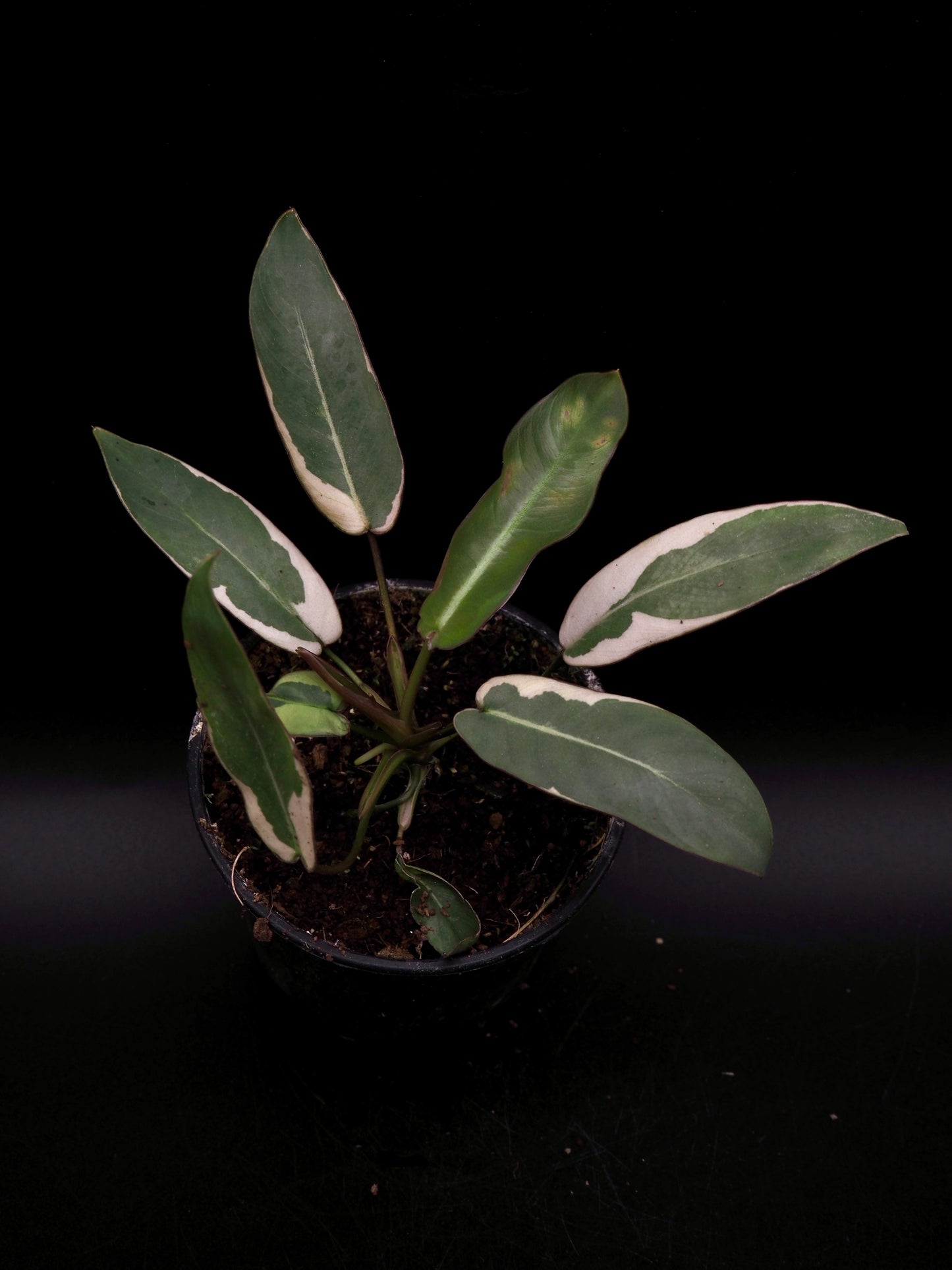 Philodendron Atabapoense Pink Lava Variegata