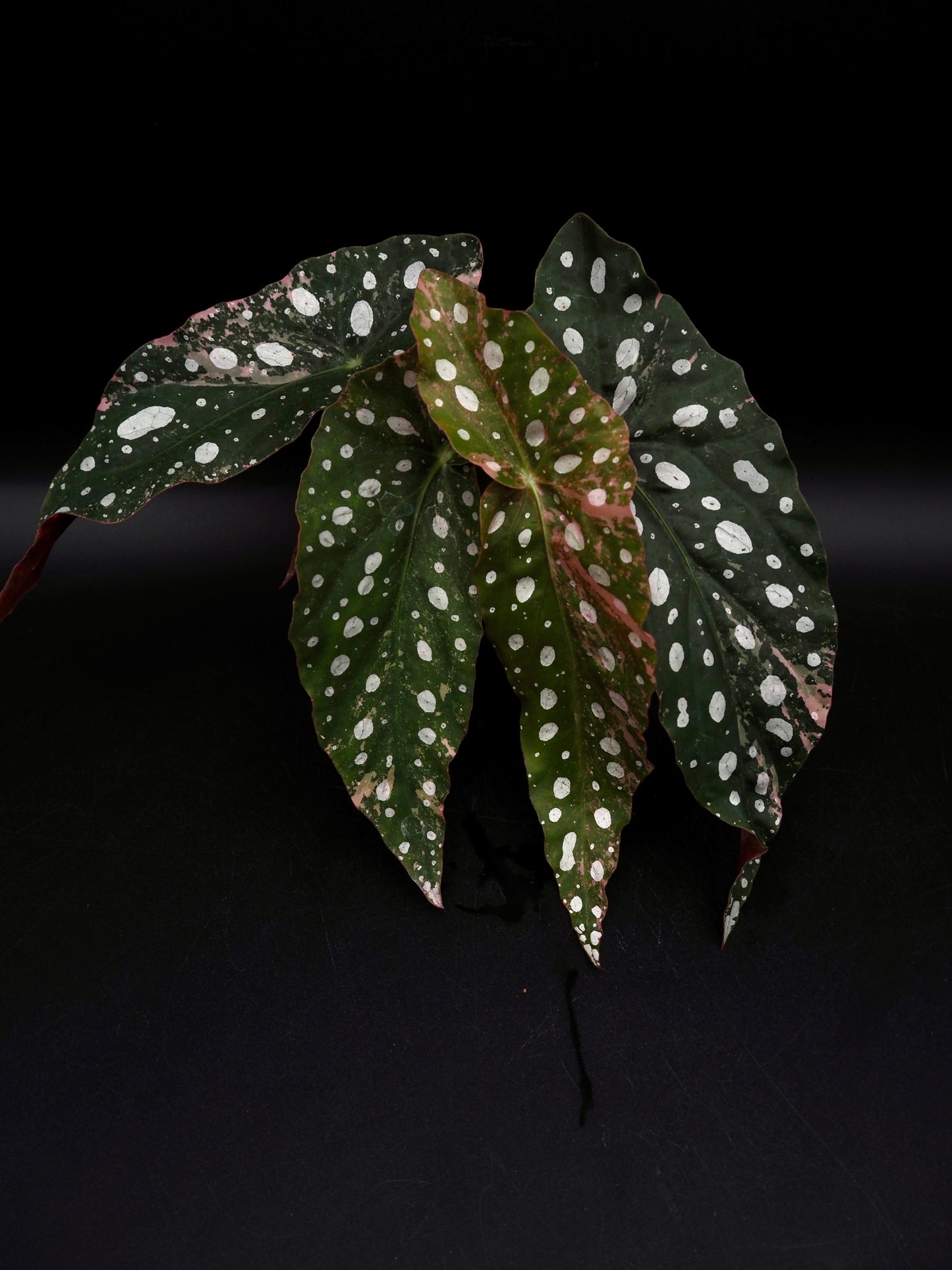 Begonia Maculata Pink Variegata