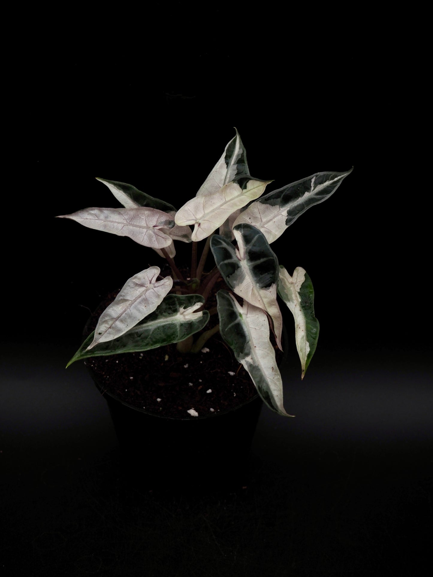 Alocasia Bambino Pink Lava