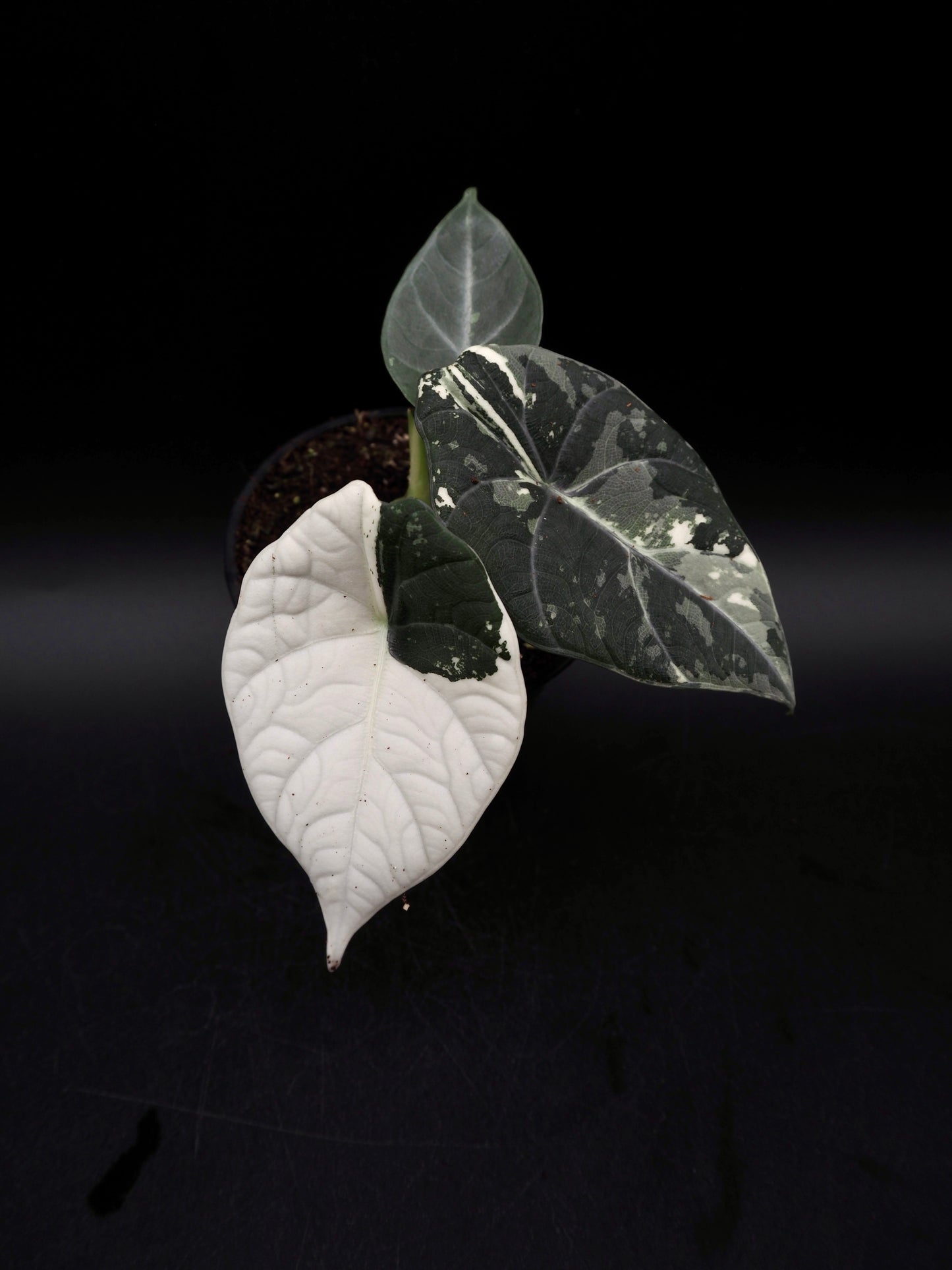 Alocasia Maharani Albo Variegata