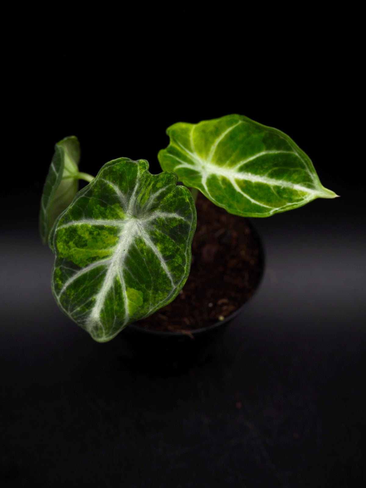 Alocasia Ninja Aurea