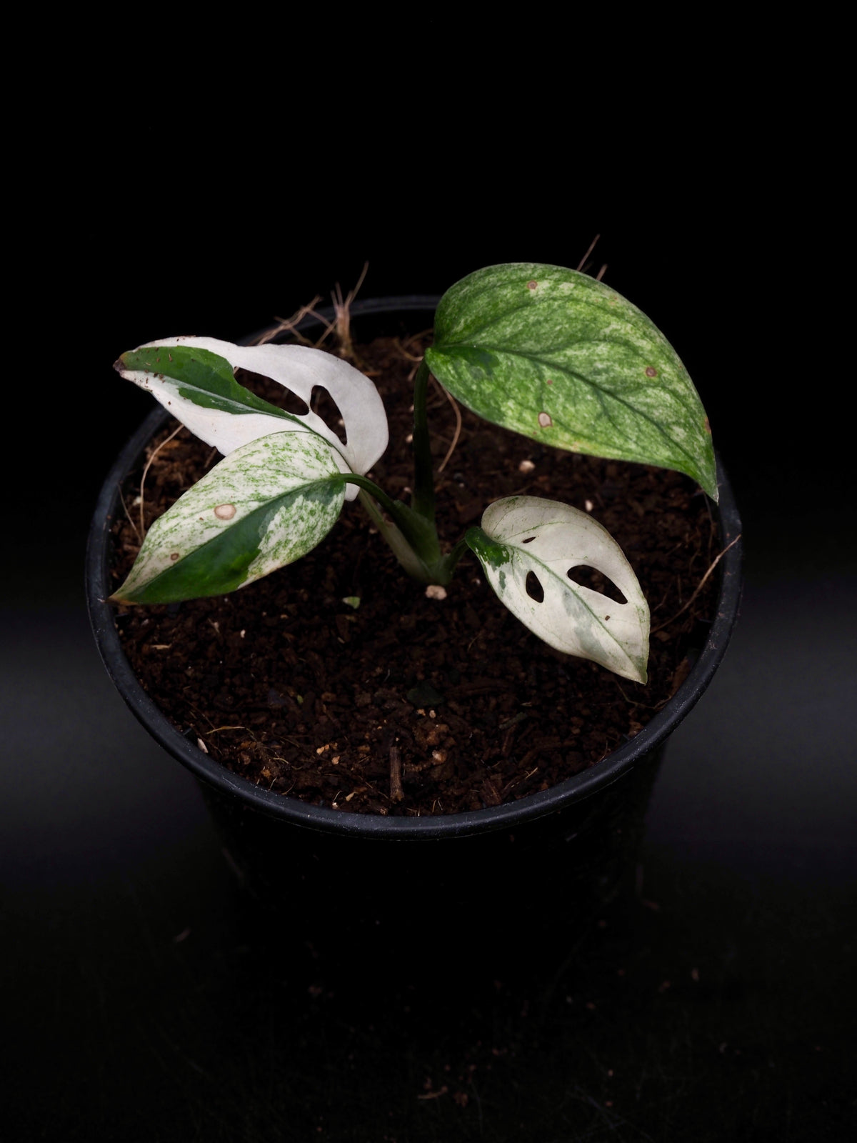 Monstera Laniata Albo Variegata