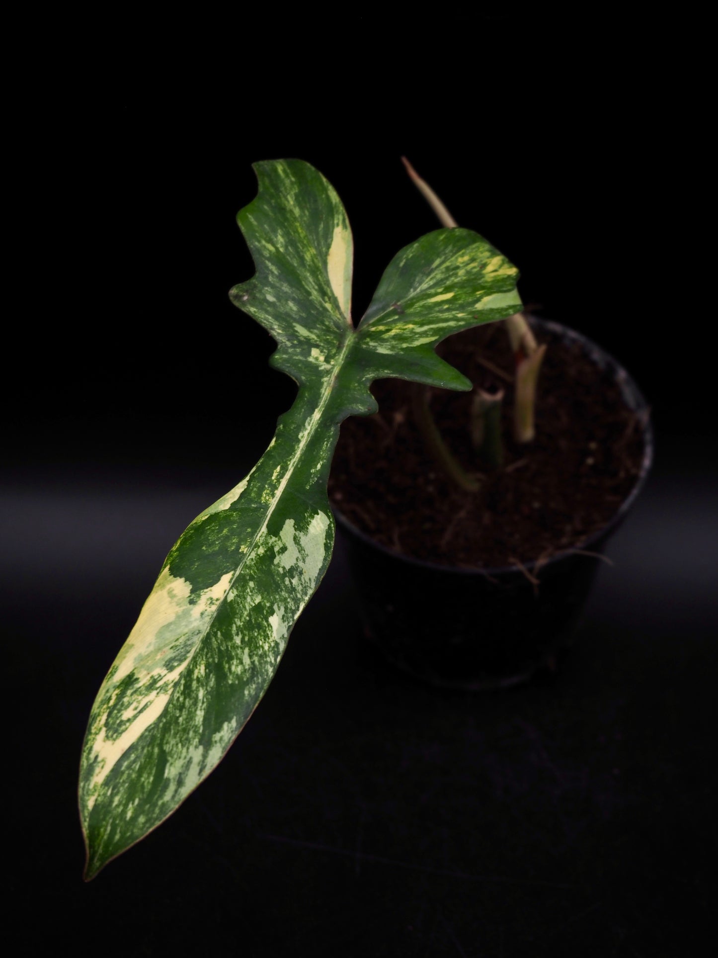 Philodendron Mayoi x Florida Beauty