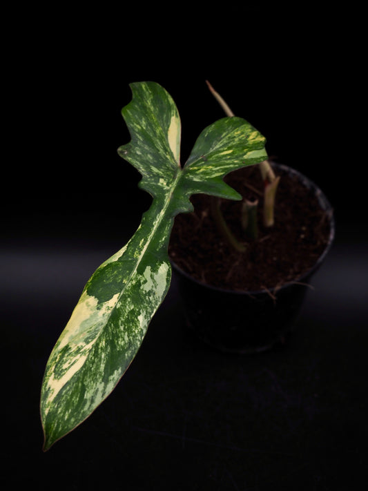 Philodendron Mayoi x Florida Beauty