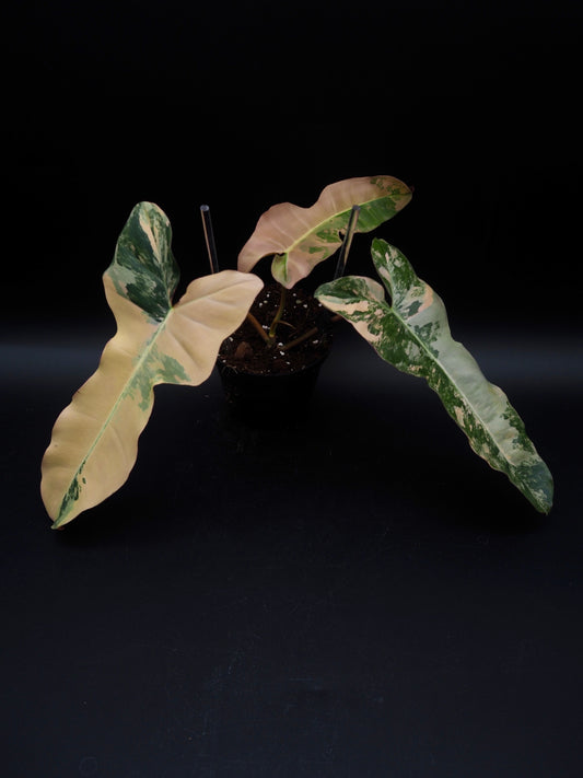 Philodendron Florida Beauty x Black Billietiae