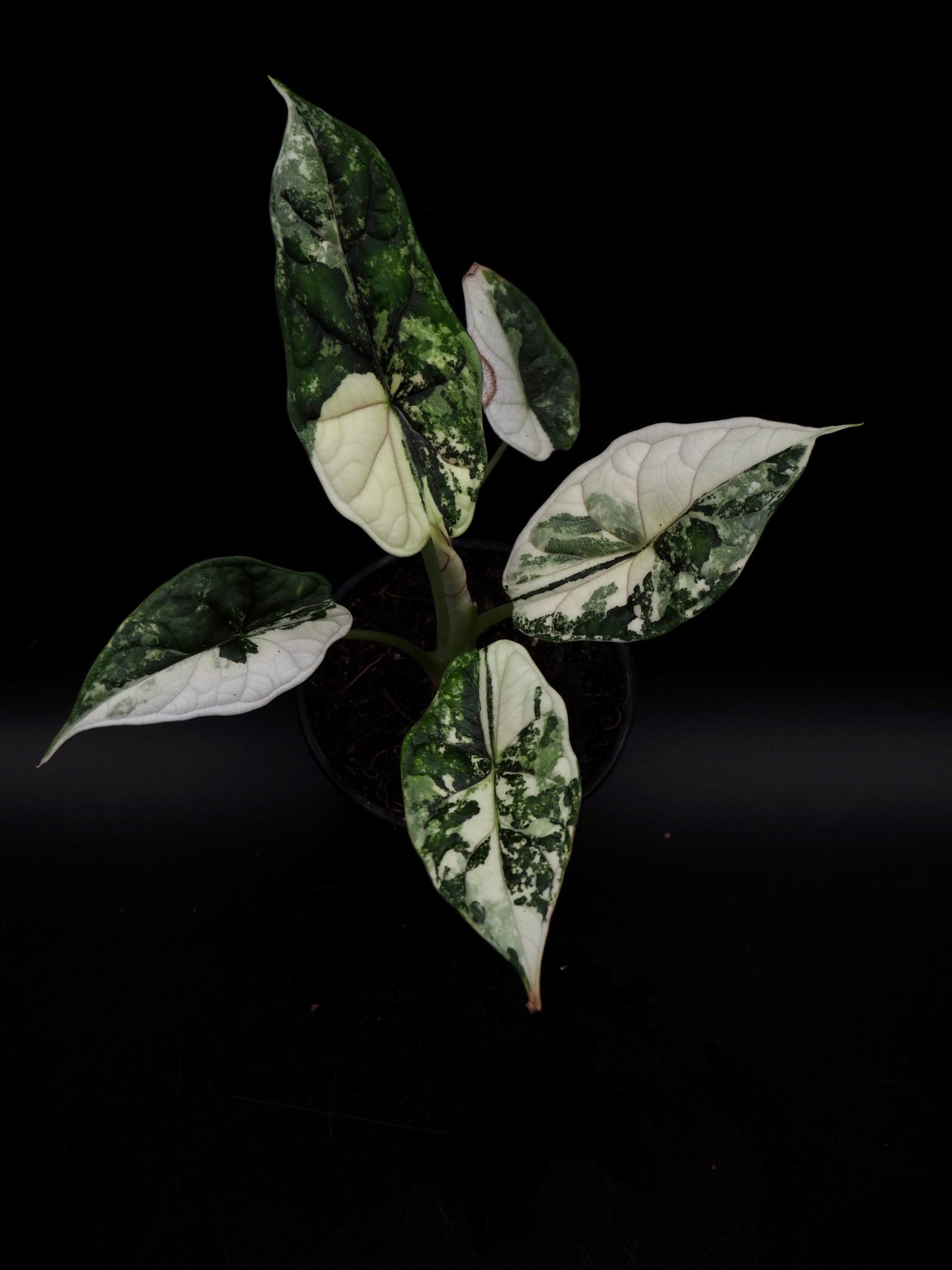 Écaille de dragon Alocasia Albo Variegata