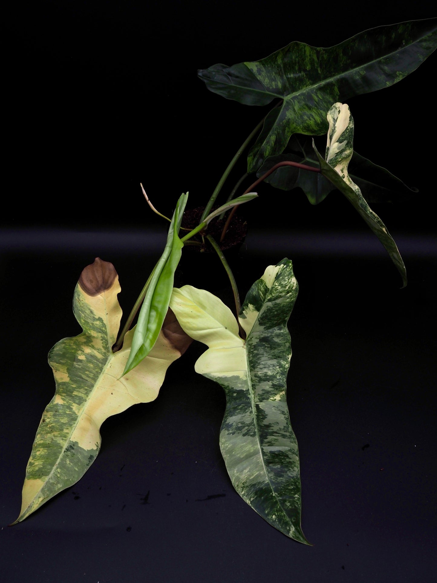 Philodendron Florida Beauty x Billitiea (Jennifer)