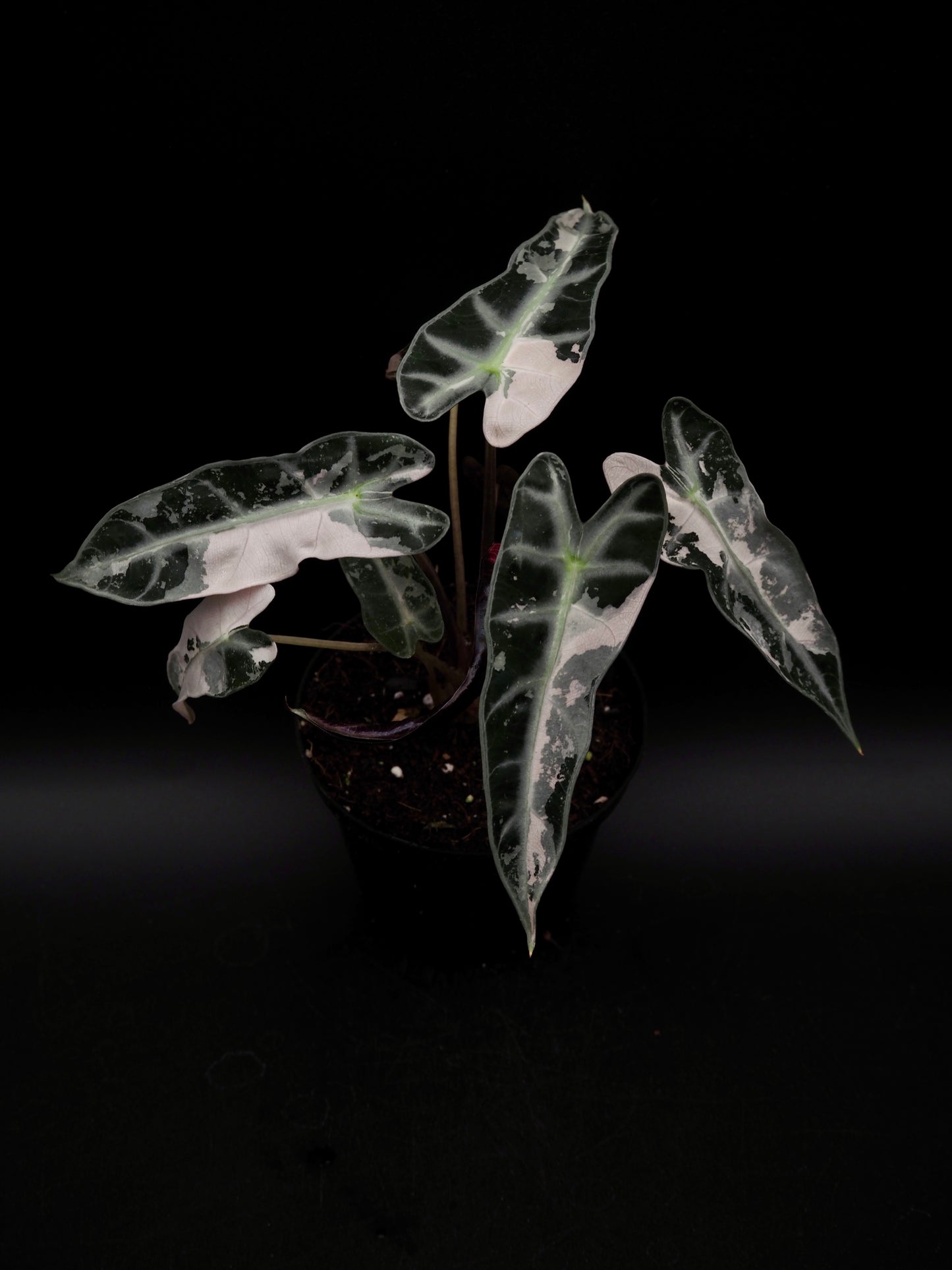 Alocasia Bambino Pink Variegata