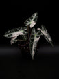 Alocasia Bambino Pink Variegata