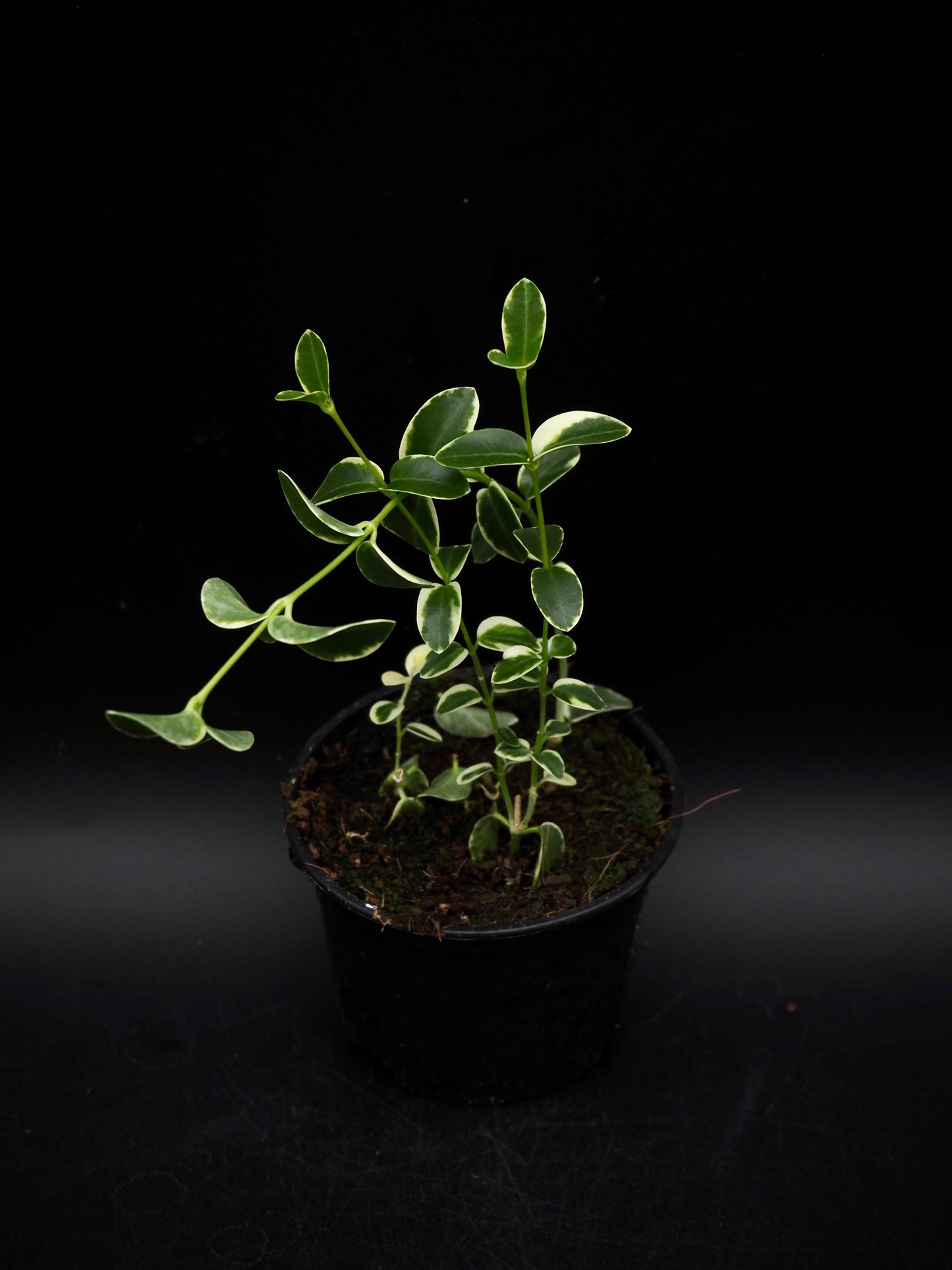 Hoya Cummingiana Variegata