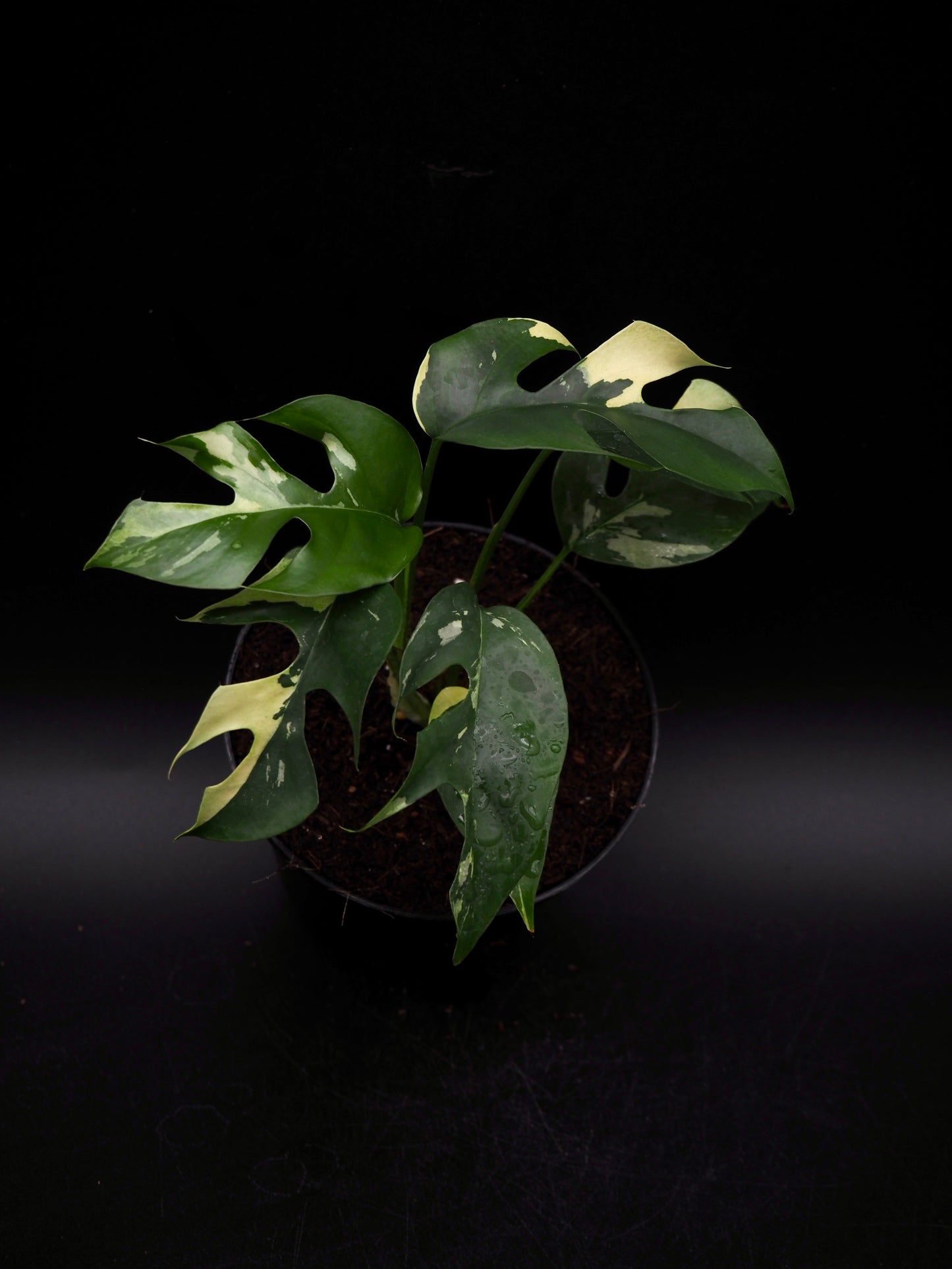 Rhaphidophora Tetrasperma Variegata