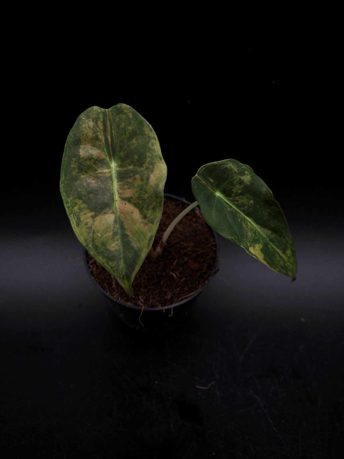 Alocasia Sedenii Aurea