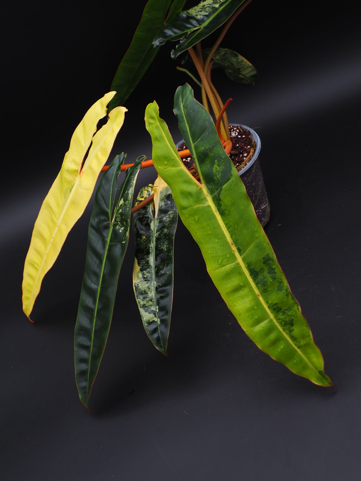 Philodendron Billietiae Variegata