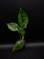 Alocasia Dragon Scale Mint Variegata