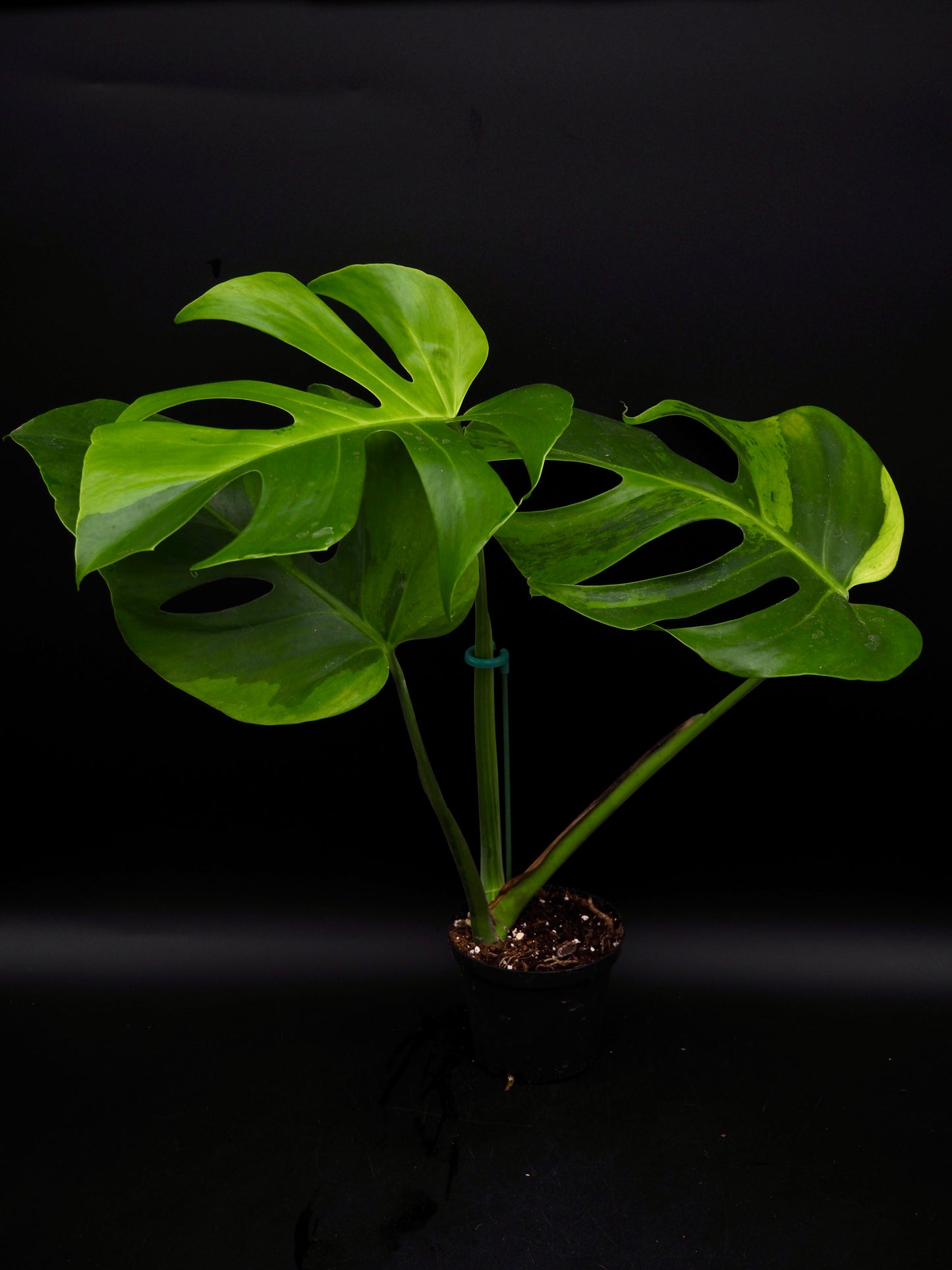 Monstera Light Lime