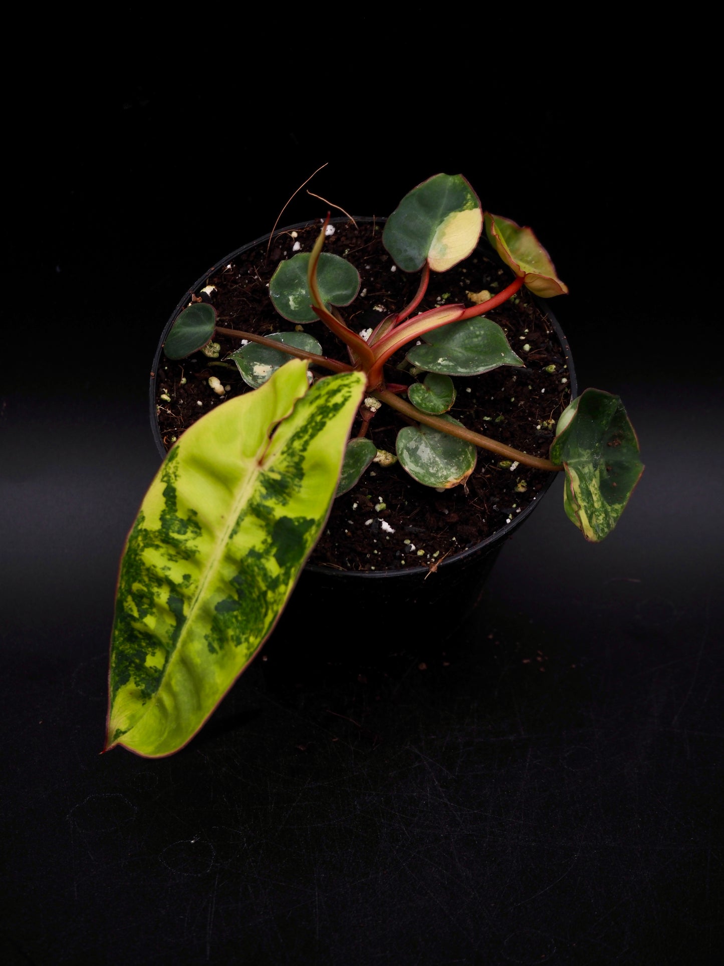 Philodendron Billietiae Variegata