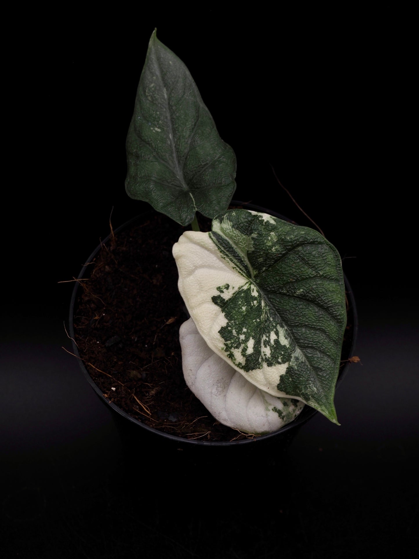 Alocasia Melo Albo