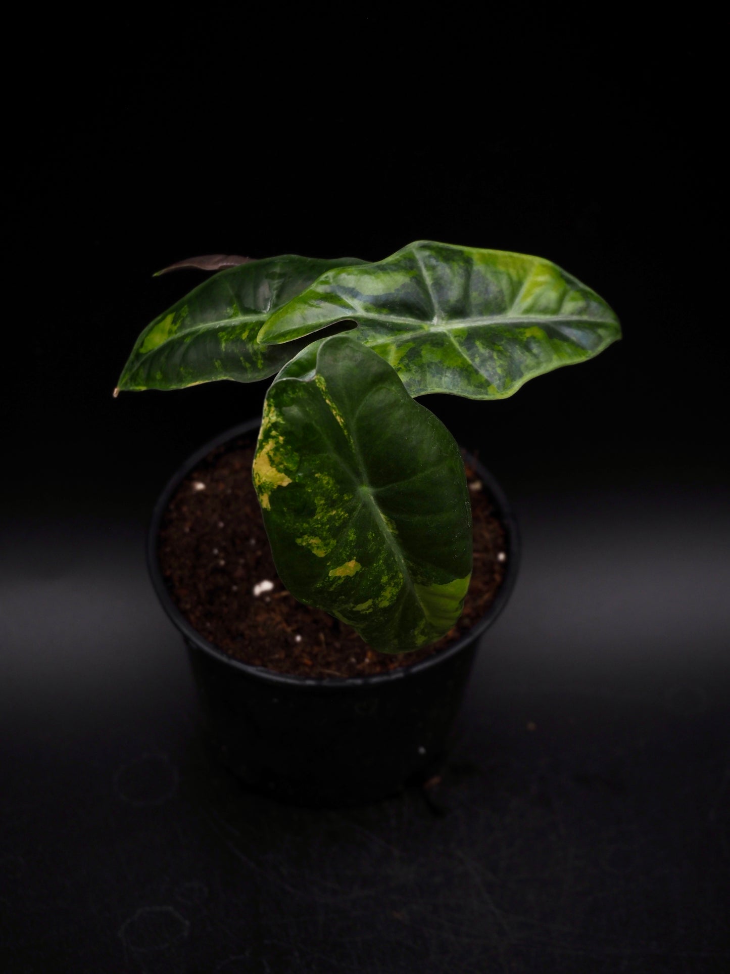 Alocasia Pseudo Sanderian Aurea Variegata