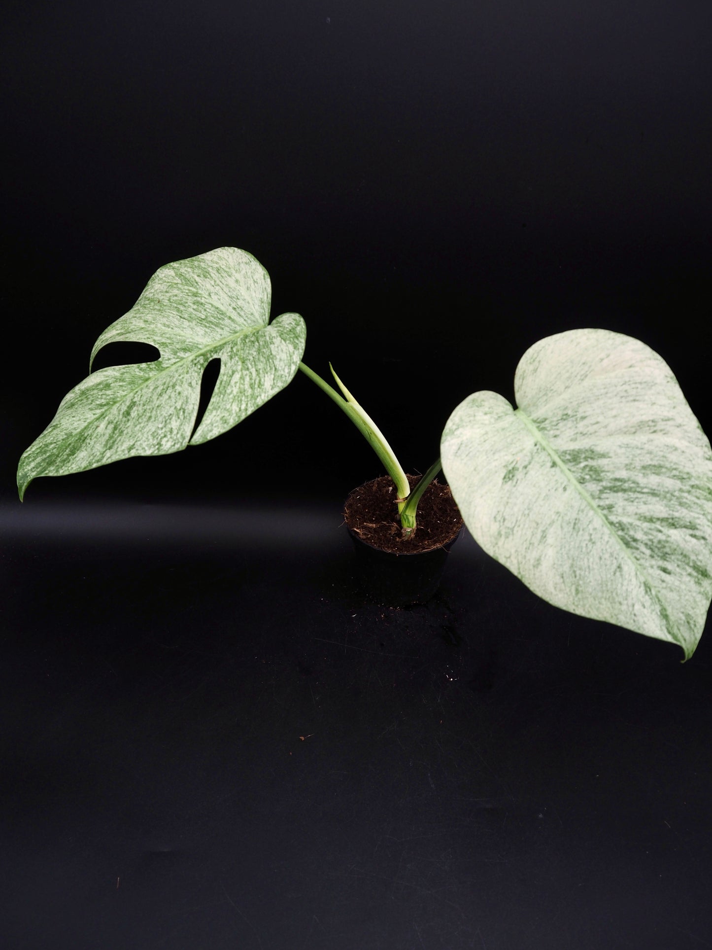 Monstera Jungle Full Mint