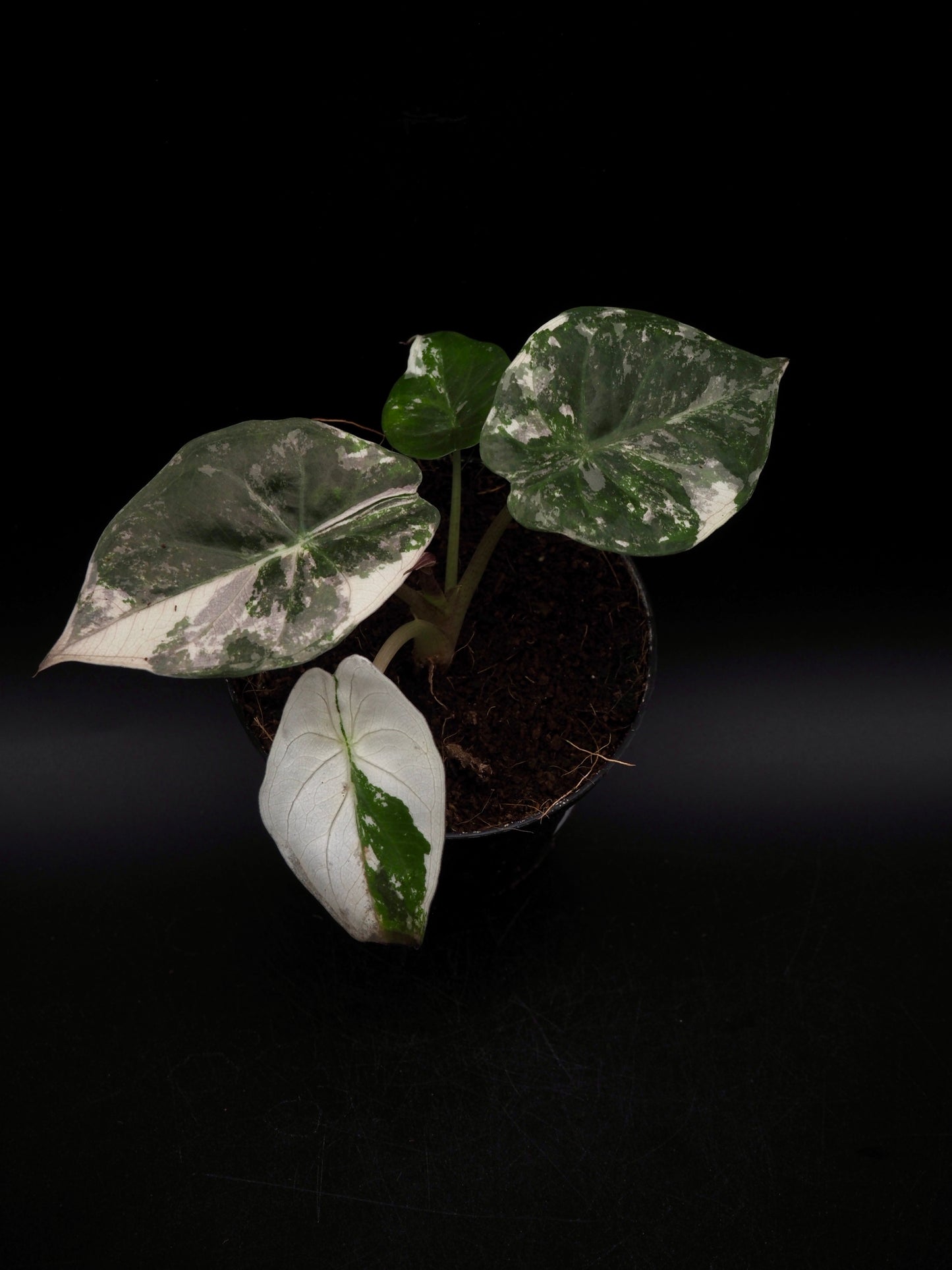 Alocasia Wentii Albo/Pink