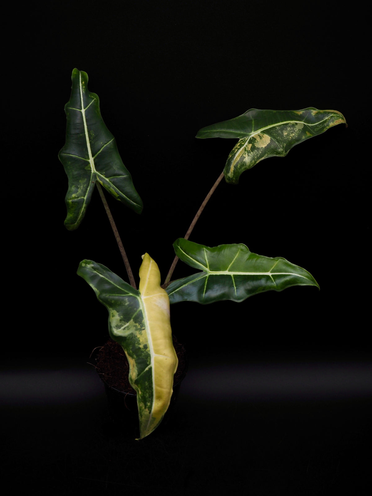 Alocasia Sarian Aurea