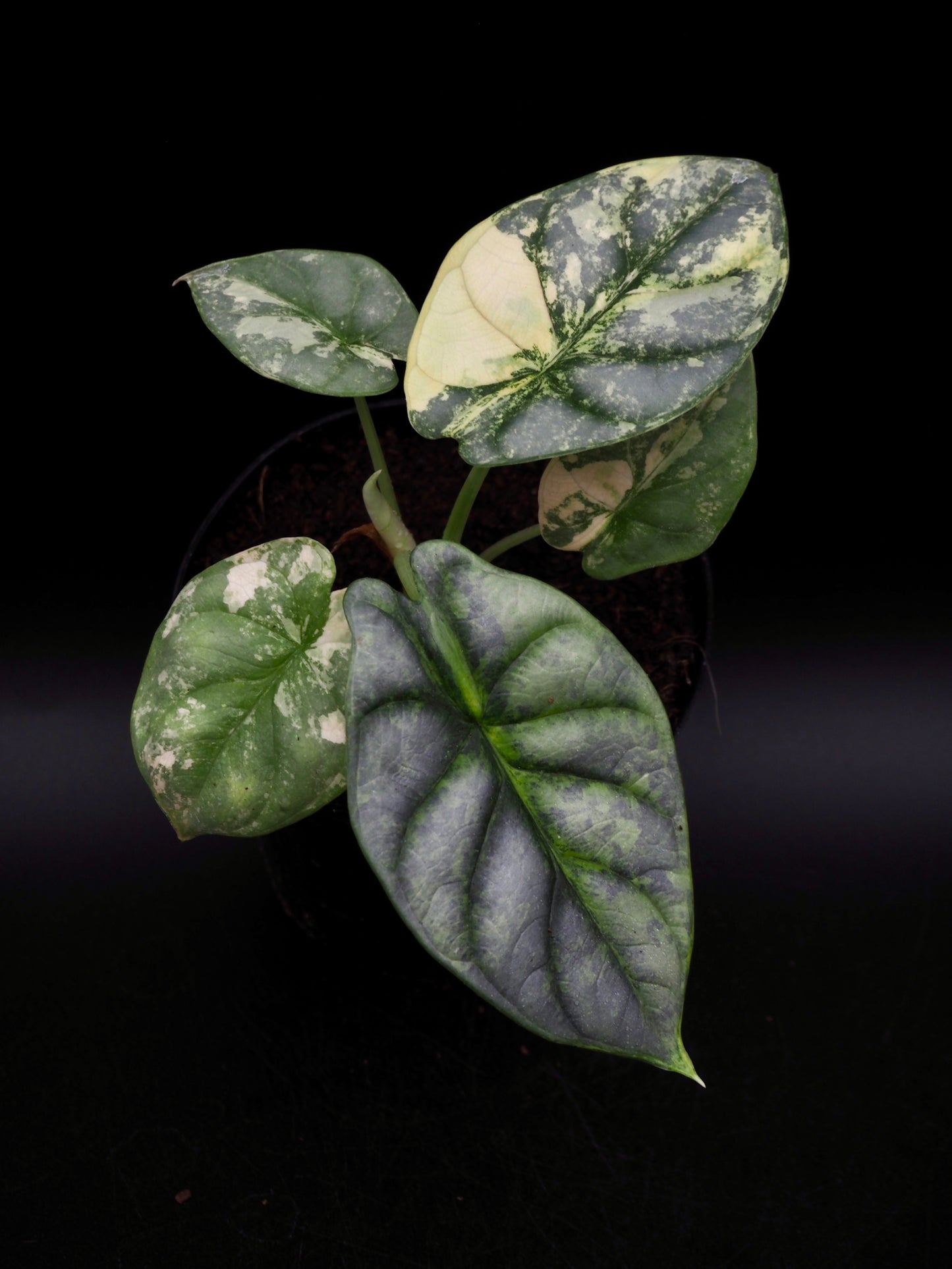 Alocasia Silver Dragon Aurea