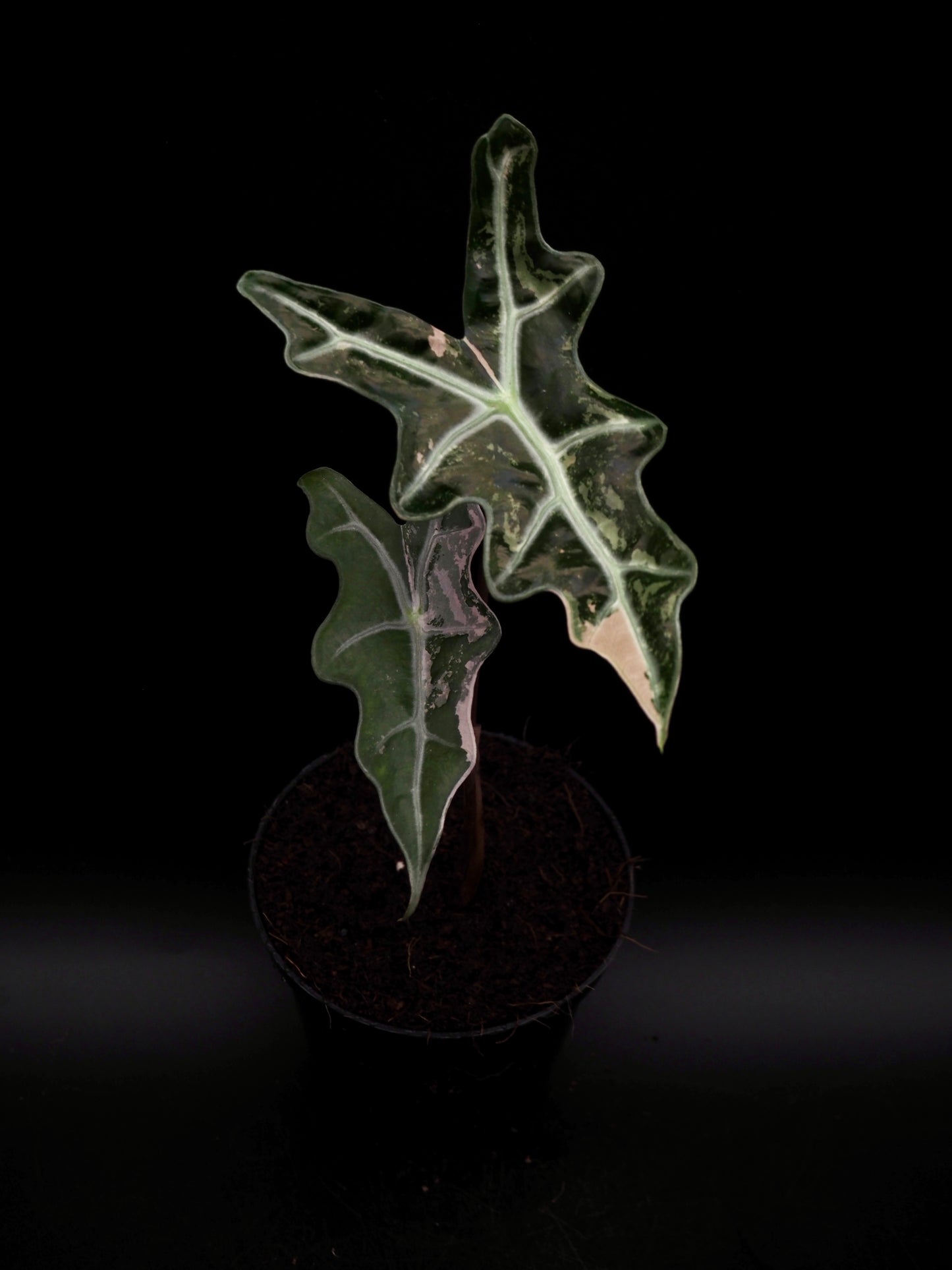 Alocasia Nobilis Pink