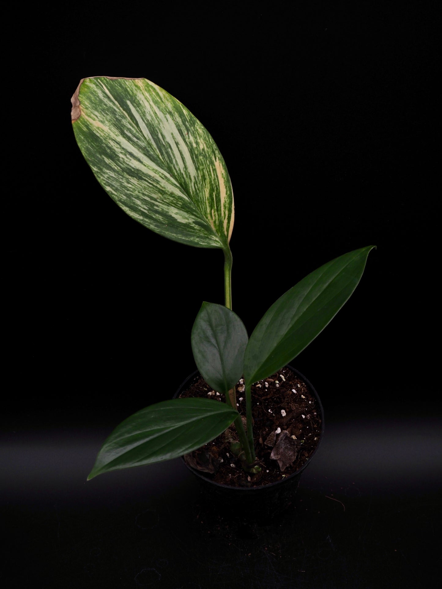 Rhaphidophora Decursiva Aurea Variegata